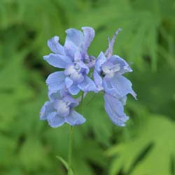 Delphinium 'Cliveden Beauty'